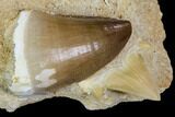 Mosasaur Tooth & Otodus Shark Tooth In Rock - Nice Teeth #105853-2